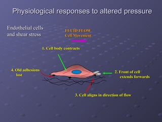 Physiological responses to altered pressure Endothelial cells  and shear stress FLUID FLOW Cell Movement 3. Cell aligns in direction of flow 2. Front of cell extends forwards 4. Old adhesions lost 1. Cell body contracts 