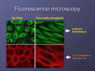 Fluorescence microscopy Your endothelium  looks like this. Cultured  Endothelium Flow (cells elongated) No Flow 