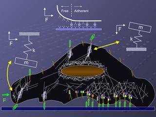 k m F k m F F F Adherent Free 