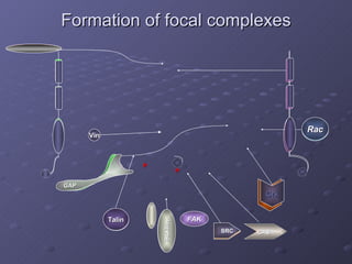 Formation of focal complexes Crk P Talin Paxillin SRC CAS Rac Talin Paxillin FAK SRC CAS Crk Rac GAP P Vin Vin FAK GAP 