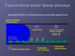 Experimental shear stress stimulus Generate fluid flow in microchannels via automated applied force  y u Laminar parabolic velocity profile Q Endothelial  cell monolayer Coupled Convection/  diffusion of ligand Fibronectin coated surface . . . . . . . . . . . . . . . . . . . . . . . . . . . . . . . . . . . . . . . . . . . . . . . . 1 2 Calcium Influx 3 Molecular Deformation Shear Stress on EC surface 