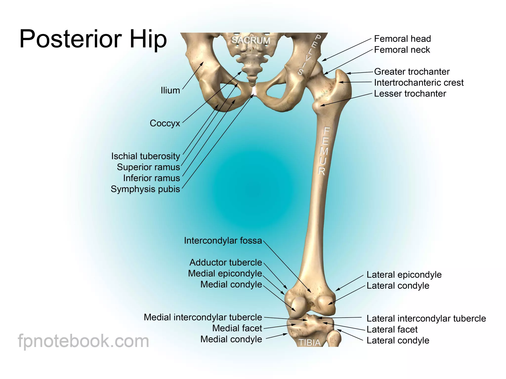 Kosti donjih ekstremiteta | PPT