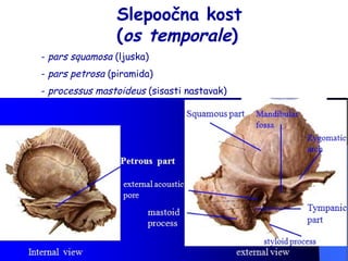 Slepoočna kost 
(os temporale) 
- pars squamosa (ljuska) 
- pars petrosa (piramida) 
- processus mastoideus (sisasti nastavak) 
 