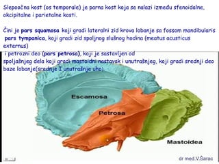 Slepoočna kost (os temporale) je parna kost koja se nalazi između sfenoidalne, 
okcipitalne i parietalne kosti. 
Čini je pars squamosa koji gradi lateralni zid krova lobanje sa fossom mandibularis 
pars tympanica, koji gradi zid spoljnog slušnog hodina (meatus acusticus 
externus) 
i petrozni deo (pars petrosa), koji je sastavljen od 
spoljašnjeg dela koji gradi mastoidni nastavak i unutrašnjeg, koji gradi srednji deo 
baze lobanje(srednje I unutrašnje uho). 
dr med.V.Šarac 
 