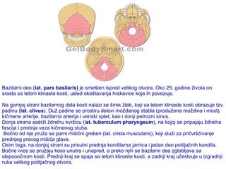 Bazilarni deo (lat. pars basilaris) je smešten ispred velikog otvora. Oko 25. godine života on 
srasta sa telom klinaste kosti, usled okoštavanja hrskavice koja ih povezuje. 
Na gornjoj strani bazilarnog dela kosti nalazi se širok žleb, koji sa telom klinaste kosti obrazuje tzv. 
padinu (lat. clivus). Duž padine se prostiru delovi moždanog stabla (produžena moždina i most), 
kičmene arterije, bazilarna arterija i venski splet, kao i donji petrozni sinus. 
Donja strana sadrži ždrelnu kvržicu (lat. tuberculum pharyngeum), na kojoj se pripajaju ždrelna 
fascija i prednja veza kičmenog stuba. 
Bočno od nje pruža se parni mišićni greben (lat. crista muscularis), koji služi za pričvršćivanje 
prednjeg pravog mišića glave. 
Osim toga, na donjoj strani su prisutni prednja kondilarna jamica i jedan deo potiljačnih kondila. 
Bočne ivice se pružaju koso unutra i unapred, a preko njih se bazilarni deo zglobljava sa 
slepooočnom kosti. Prednji kraj se spaja sa telom klinaste kosti, a zadnji kraj učestvuje u izgradnji 
ruba velikog potiljačnog otvora. 
 