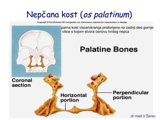 Nepčana kost (os palatinum) 
parna kost viscerokranija prislonjena na zadnji deo gornje 
vilice s kojom stvora osnovu tvrdog nepca 
dr med.V.Šarac 
 