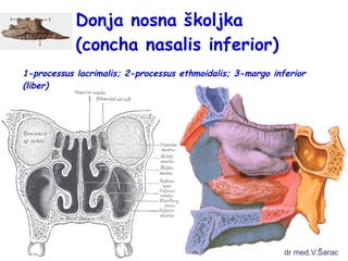 Donja nosna školjka 
(concha nasalis inferior) 
1-processus lacrimalis; 2-processus ethmoidalis; 3-margo inferior 
(liber) 
dr med.V.Šarac 
 