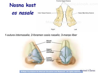 Nosna kost 
os nasale 
1-sutura internasalia; 2-foramen ossis nasalis; 3-margo liber 
dr med.V.Šarac 
 