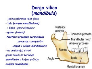 Donja vilica 
(mandibula) 
- jedina pokretna kost glave 
- telo (corpus mandibularis) 
- : basis i pars alveolaris 
- grana (ramus) 
-Nastavci:procesus coronoideus 
procesus condylaris= 
- :caput i collum mandibularis 
- na unutarnjoj strani 
grane nalazi se foramen 
mandibulae u kojem počinje 
canalis mandibulae 
 