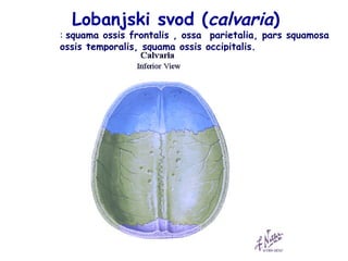 Lobanjski svod (calvaria) 
: squama ossis frontalis , ossa parietalia, pars squamosa 
ossis temporalis, squama ossis occipitalis. 
 