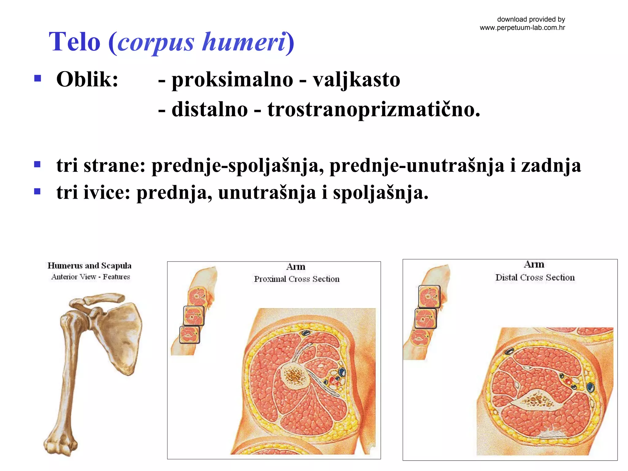 Kosti ruke | PDF