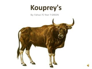 Kouprey's
By: Fahsai 7C Year 7 GREEN
 