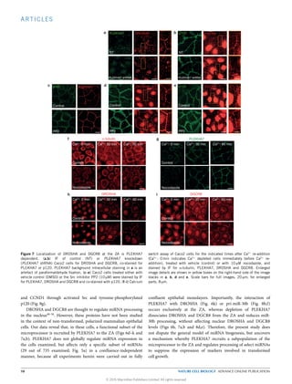 ARTICLES
PLEKHA7 shRNA
NT
DROSHA DGCR8p120
PP2
Control
PLEKHA7p120
PP2
Control
DROSHA DGCR8
α-tubulin PLEKHA7
Nocodazole
Control Control
Control
Nocodazole
Nocodazole
Ca2+: 0 min Ca2+: 30 min Ca2+: 60 min
Ca2+: 0 min
Control
Nocodazole
Ca2+: 30 min Ca2+: 60 min
Ca2+: 0 min Ca2+: 30 min Ca2+: 60 min
Ca2+: 0 min Ca2+: 30 min Ca2+: 60 min
p120DROSHAa b
c
f g
h i
d e
PP2
Control
p120
PLEKHA7 shRNA
NT
PLEKHA7 DGCR8
Figure 7 Localization of DROSHA and DGCR8 at the ZA is PLEKHA7
dependent. (a,b) IF of control (NT) or PLEKHA7 knockdown
(PLEKHA7 shRNA) Caco2 cells for DROSHA and DGCR8, co-stained for
PLEKHA7 or p120. PLEKHA7 background intracellular staining in a is an
artefact of paraformaldehyde ﬁxation. (c–e) Caco2 cells treated either with
vehicle control (DMSO) or the Src inhibitor PP2 (10 µM) were stained by IF
for PLEKHA7, DROSHA and DGCR8 and co-stained with p120. (f–i) Calcium
switch assay of Caco2 cells for the indicated times after Ca2+
re-addition
(Ca2+
: 0 min indicates Ca2+
depleted cells immediately before Ca2+
re-
addition), treated with vehicle (control) or with 10 µM nocodazole, and
stained by IF for α-tubulin, PLEKHA7, DROSHA and DGCR8. Enlarged
image details are shown in yellow boxes on the right-hand side of the image
stacks in a, b, d and e. Scale bars for full images, 20 µm; for enlarged
parts, 8 µm.
and CCND1 through activated Src and tyrosine-phosphorylated
p120 (Fig. 8g).
DROSHA and DGCR8 are thought to regulate miRNA processing
in the nucleus48–50
. However, these proteins have not been studied
in the context of non-transformed, polarized mammalian epithelial
cells. Our data reveal that, in these cells, a functional subset of the
microprocessor is recruited by PLEKHA7 to the ZA (Figs 6d–k and
7a,b). PLEKHA7 does not globally regulate miRNA expression in
the cells examined, but aﬀects only a specific subset of miRNAs
(29 out of 735 examined; Fig. 5a) in a confluence-independent
manner, because all experiments herein were carried out in fully
confluent epithelial monolayers. Importantly, the interaction of
PLEKHA7 with DROSHA (Fig. 6k) or pri-miR-30b (Fig. 8b,f)
occurs exclusively at the ZA, whereas depletion of PLEKHA7
dissociates DROSHA and DGCR8 from the ZA and reduces miR-
30b processing, without aﬀecting nuclear DROSHA and DGCR8
levels (Figs 6b, 7a,b and 8d,e). Therefore, the present study does
not dispute the general model of miRNA biogenesis, but uncovers
a mechanism whereby PLEKHA7 recruits a subpopulation of the
microprocessor to the ZA and regulates processing of select miRNAs
to suppress the expression of markers involved in transformed
cell growth.
10 NATURE CELL BIOLOGY ADVANCE ONLINE PUBLICATION
© 2015 Macmillan Publishers Limited. All rights reserved
 