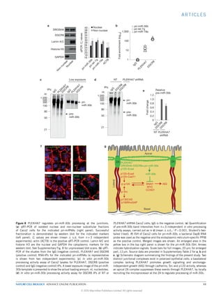 ARTICLES
pri-
miR-30b
pre-
miR-30b
1,000
21
50
80
150
300
500
nt:
IPs:
IgG
Low exposure
pri-
miR-30b
1
10
100
1,000
0
Foldenrichment(log10)
pri-miR-30b
pri-let-7g
pri-miR-19a
a
c
f g
d
e
b
Nuclear
Non-nuclear
NT PLEKHA7 shRNA
IgG
PLEKH
A7
DG
C
R8
PLEKH
A7
DG
C
R8
IgG
IgG
DG
C
R8
DG
C
R8
DG
C
R8
DG
C
R8
IgG
PLEKH
A7
DG
C
R8
pre-
miR-30b
1,000
21
50
80
150
300
500
nt:
IPs:
0
0.2
0.4
0.6
0.8
1.0
1.2
Foldchange
Relative
pre-miR-30b
NT PLEKHA7
shRNA
∗
Ecad
pri-miR-30b
DAPI !
Ecad
DapB
DAPI
Ecad
PPIB
DAPI
Positive cont.Negative cont.
Histone H3
DROSHA
DGCR8
Lamin A/C
GAPDHN
on-nuclear
pri-m
iR-30b
pri-let-7g
pri-m
iR-19a
AC
TB
N
uclear
ZA
Apical
Basal
Lateral
PLEKHA7
DROSHA–DGCR8
p130CAS
p190RhoGAP
p-Src
SNAI1
MYC
CCND1
p120–Ecad
p120–Cad11
AIGp-p120
miR-30b
ZA
pri-miR-30b
p120–Ecad
18
20
22
24
26
28
30
32
34
36
38
16
40
qPCR:Ctvalues
Figure 8 PLEKHA7 regulates pri-miR-30b processing at the junctions.
(a) qRT–PCR of isolated nuclear and non-nuclear subcellular fractions
of Caco2 cells for the indicated pri-miRNAs (right panel). Successful
fractionation is demonstrated by western blot for the indicated markers
(left panel). Ct values are shown (mean ± s.d. from n = 3 independent
experiments); actin (ACTB) is the positive qRT–PCR control. Lamin A/C and
histone H3 are the nuclear and GAPDH the cytoplasmic markers for the
western blot. See Supplementary Fig. 8 for unprocessed blot scans. (b) qRT–
PCR of the eluates from the IgG (negative control), PLEKHA7 and DGCR8
(positive control) RNA-IPs for the indicated pri-miRNAs (a representative
is shown from two independent experiments). (c) In vitro pri-miR-30b
processing activity assay of Caco2 lysates for PLEKHA7, DGCR8 (positive
control) and IgG (negative control) IPs. A lower exposure image of the pri-miR-
30b template is presented to show the actual loading amount. nt, nucleotides.
(d) In vitro pri-miR-30b processing activity assay for DGCR8 IPs of NT or
PLEKHA7 shRNA Caco2 cells; IgG is the negative control. (e) Quantiﬁcation
of pre-miR-30b band intensities from n=3 independent in vitro processing
activity assays, carried out as in d (mean ± s.d.; ∗
P <0.001, Student’s two-
tailed t-test). (f) ISH of Caco2 cells for pri-miR-30b; a bacterial DapB RNA
probe was used as the negative and the endoplasmic-reticulum-speciﬁc PPIB
as the positive control. Merged images are shown. An enlarged area in the
yellow box in the top right panel is shown for the pri-miR-30b ISH. Arrows
indicate hybridization signals. Scale bars for full images, 20 µm; for enlarged
part, 12 µm. Source data are provided in Supplementary Table 2 for a, b and
e. (g) Schematic diagram summarizing the ﬁndings of the present study. Two
distinct junctional complexes exist in polarized epithelial cells: a basolateral
complex lacking PLEKHA7 promotes growth signalling and anchorage-
independent growth (AIG) through cadherins, Src and p120 activity, whereas
an apical ZA complex suppresses these events through PLEKHA7, by locally
recruiting the microprocessor at the ZA to regulate processing of miR-30b.
NATURE CELL BIOLOGY ADVANCE ONLINE PUBLICATION 11
© 2015 Macmillan Publishers Limited. All rights reserved
 