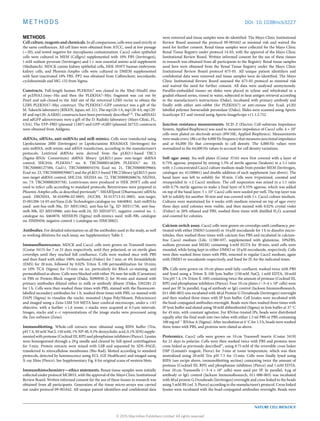 METHODS DOI: 10.1038/ncb3227
METHODS
Cell culture, reagents and chemicals. In all comparisons, cells were used strictly at
the same confluences. All cell lines were obtained from ATCC, used at low passage
(<20), and tested negative for mycoplasma contamination. Caco2 colon epithelial
cells were cultured in MEM (Cellgro) supplemented with 10% FBS (Invitrogen),
1 mM sodium pyruvate (Invitrogen) and 1× non-essential amino-acid supplement
(Mediatech). MDCK canine kidney epithelial cells, HEK 293FT human embryonic
kidney cells, and Phoenix-Ampho cells were cultured in DMEM supplemented
with heat-inactivated 10% FBS. PP2 was obtained from Calbiochem; nocodazole,
cycloheximide and MG-132 from Sigma.
Constructs. Full-length human PLEKHA7 was cloned in the XbaI–HindII sites
of pcDNA3.1myc–His and then the PLEKHA7–Myc fragment was cut out by
PmeI and sub-cloned to the AfeI site of the retroviral LZRS vector to obtain the
LZRS-PLEKHA7–Myc construct. The PLEKHA7–GFP construct was a gift of the
M. Takeichi laboratory (RIKEN, Japan; ref. 21). The mp120-1A, mp120-4A, mp120-
8F and mp120- ARM1 constructs have been previously described2,25
. The adSNAI1
and adGFP adenoviruses were a gift of the D. Radisky laboratory (Mayo Clinic, FL,
USA). The YFP–PBD (plasmid 11407) and GFP–rGBD (plasmid 26732) constructs
were obtained from Addgene.
shRNAs, siRNAs, anti-miRNAs and miR-mimics. Cells were transfected using
Lipofectamine 2000 (Invitrogen) or Lipofectamine RNAiMAX (Invitrogen) for
anti-miRNA, miR-mimic and siRNA transfection, according to the manufacturer’s
protocols. Lentiviral shRNAs were derived from the pLKO.1-based TRC1
(Sigma–RNAi Consortium) shRNA library (pLKO.1-puro non-target shRNA
control, SHC016; PLEKHA7 no. 8, TRCN0000146289; PLEKHA7 no. 10,
TRCN0000127584; Cad11, TRCN0000054334; Ecad no. 21, TRCN0000039664;
Ecad no. 23, TRCN0000039667) and the pLKO.5-based TRC2 library (pLKO.5-puro
non-target shRNA control, SHC216; NEZHA no. 72, TRCN0000268676; NEZHA,
no. 73: TRCN0000283758). Lentiviruses were produced in HEK 293FT cells and
used to infect cells according to standard protocols. Retroviruses were prepared in
Phoenix-Ampho cells, as described previously15
. SMARTpool (Dharmacon) siRNAs
used: DROSHA, M-016996-02-0005; DGCR8, M-015713-01-0005; non-target,
D-001206-14-05 mirVana (Life Technologies catalogue no. 4464084). Anti-miRNAs
used: anti-hsa-miR-30a, ID MH11062; anti-hsa-let-7g, ID MH11758; anti-hsa-
miR-30b, ID MH10986; anti-hsa-miR-24, ID MH10737; negative control no. 1,
catalogue no. 4464076. MISSION (Sigma) miR-mimics used: miR-30b, catalogue
no. HMI0456; negative control 1 (catalogue no. HMC0002).
Antibodies. For detailed information on all the antibodies used in the study, as well
as working dilutions for each assay, see Supplementary Table 3.
Immunofluorescence. MDCK and Caco2 cells were grown on Transwell inserts
(Costar 3413) for 7 or 21 days respectively, until they polarized, or on sterile glass
coverslips until they reached full confluence. Cells were washed once with PBS
and then fixed with either 100% methanol (Fisher) for 7 min; or 4% formaldehyde
(EMS) for 20 min, followed by 0.02% Triton X-100 permeabilization for 10 min;
or 10% TCA (Sigma) for 15 min on ice, particularly for RhoA co-staining, and
permeabilized as above. Cells were blocked with either 3% non-fat milk (Carnation)
in PBS or Protein-Block reagent (Dako, X090930-2) for 30 min and stained with
primary antibodies diluted either in milk or antibody diluent (Dako, S302281-2)
for 1 h. Cells were then washed three times with PBS, stained with the fluorescent-
labelled secondary antibodies for 1 h, washed three times with PBS, co-stained with
DAPI (Sigma) to visualize the nuclei, mounted (Aqua Poly/Mount, Polysciences)
and imaged using a Zeiss LSM 510 META laser confocal microscope, under a ×63
objective, with a further ×1.6 zoom. z-stacks were acquired at 0.5 µm intervals.
Images, stacks and x–z representations of the image stacks were processed using
the Zen software (Zeiss).
Immunoblotting. Whole-cell extracts were obtained using RIPA buﬀer (Tris,
pH 7.4, 50 mM NaCl, 150 mM, 1% NP-40, 0.5% deoxycholic acid, 0.1% SDS) supple-
mented with protease (Cocktail III, RPI) and phosphatase inhibitors (Pierce). Lysates
were homogenized through a 29 g needle and cleared by full-speed centrifugation
for 5 min. Protein extracts were mixed with LSB and separated by SDS–PAGE,
transferred to nitrocellulose membranes (Bio-Rad), blotted according to standard
protocols, detected by luminescence using ECL (GE Healthcare) and imaged using
X-ray films (Pierce). See Supplementary Fig. 8 for original scans of western blots.
Immunohistochemistry—ethics statements. Breast tissue samples were initially
collected under protocol MC0033, with the approval of the Mayo Clinic Institutional
Review Board. Written informed consent for the use of these tissues in research was
obtained from all participants. Generation of the tissue micro-arrays was carried
out under protocol 09-001642. All unique patient identifiers and confidential data
were removed and tissue samples were de-identified. The Mayo Clinic Institutional
Review Board assessed the protocol 09-001642 as minimal risk and waived the
need for further consent. Renal tissue samples were collected for the Mayo Clinic
Renal Tissue Registry under protocol 14-03, with the approval of the Mayo Clinic
Institutional Review Board. Written informed consent for the use of these tissues
in research was obtained from all participants to the Registry. Renal tissue samples
used here were obtained from the Renal Tissue Registry under the Mayo Clinic
Institutional Review Board protocol 675-05. All unique patient identifiers and
confidential data were removed and tissue samples were de-identified. The Mayo
Clinic Institutional Review Board assessed the 675-05 protocol as minimal risk
and waived the need for further consent. All data were analysed anonymously.
Paraﬃn-embedded tissues on slides were placed in xylene and rehydrated in a
graded ethanol series, rinsed in water, subjected to heat antigen retrieval according
to the manufacturer’s instructions (Dako), incubated with primary antibody and
finally with either anti-rabbit (for PLEKHA7) or anti-mouse (for Ecad, p120)
labelled polymer horseradish peroxidase (Dako). Slides were scanned using Aperio
ScanScope XT and viewed using Aperio ImageScope v11.1.2.752.
Junction resistance measurements. ECIS Z (Electric Cell-substrate Impedance
System, Applied Biophysics) was used to measure impedance of Caco2 cells. 4×104
cells were plated on electrode arrays (8W10E, Applied Biophysics). Measurements
were made every 180 s at the 4,000 Hz frequency that measures junctional impedance
and at 64,000 Hz that corresponds to cell density. The 4,000 Hz values were
normalized to the 64,000 Hz values to account for cell density variations.
Soft agar assay. Six-well plates (Costar 3516) were first covered with a layer of
0.75% agarose, prepared by mixing 1.5% of sterile agarose (Seakem) in a 1:1 ratio
with ×2 concentrated Caco2 culture medium made from powder MEM (Invitrogen,
catalogue no. 61100061) and double addition of each supplement (see above). The
basal layer was left to solidify for 30 min. Cells were trypsinized, counted and
resuspended in ×2 Caco2 medium. The cell suspension was mixed in a 1:1 ratio
with 0.7% sterile agarose to make a final layer of 0.35% agarose, which was added
on top of the basal layer. 5×104
Caco2 cells were seeded per well. The top layer was
left to solidify for another 30 min and was covered with 1× Caco2 culture medium.
Cultures were maintained for 4 weeks with medium renewal on top of agar every
three days until colonies were visible, and then stained with 0.02% crystal violet
(Fisher) in 20% ethanol and PBS, washed three times with distilled H2O, scanned
and counted for colonies.
Calcium switch assay. Caco2 cells were grown on coverslips until confluency, pre-
treated with either DMSO (control) or 10 µM nocodazole for 1 h to dissolve micro-
tubules, then washed three times with calcium-free PBS and incubated in calcium-
free Caco2 medium (Life, 11380-037, supplemented with glutamine, 10%FBS,
sodium pyruvate and MEM) containing 4 mM EGTA for 30 min, until cells were
rounded, while being kept in either DMSO or 10 µM nocodazole, respectively. Cells
were then washed three times with PBS, returned to regular Caco2 medium, again
with DMSO or nocodazole respectively, and fixed for IF, for the indicated times.
IPs. Cells were grown on 10 cm plates until fully confluent, washed twice with PBS
and lysed using a Triton X-100 lysis buﬀer (150 mM NaCl, 1 mM EDTA, 50 mM
Tris pH 7.4, 1% Triton X-100) containing twice the amount of protease (Cocktail III,
RPI) and phosphatase inhibitors (Pierce). Four 10 cm plates (∼3–4×106
cells) were
used per IP. In parallel, 4 µg of antibody or IgG control (Jackson ImmunoResearch,
011-000-003) was incubated with 40 µl Protein G Dynabeads (Invitrogen) overnight
and then washed three times with IP lysis buﬀer. Cell lysates were incubated with
the bead-conjugated antibodies overnight. Beads were then washed three times with
IP lysis buﬀer and eluted using 50 mM dithiothreitol (Sigma) in lysis buﬀer at 37 ◦
C
for 45 min, with constant agitation. For RNAse-treated IPs, beads were distributed
equally after the final wash into two tubes with either 1.5 ml PBS or PBS containing
100 mg ml−1
RNAse A (Sigma). After incubation at 4 ◦
C for 1.5 h, beads were washed
three times with PBS, and proteins were eluted as above.
Proteomics. Caco2 cells were grown on 10 cm Transwell inserts (Costar 3419)
for 21 days to polarize. Cells were then washed twice with PBS and proteins were
cross linked as previously described57
, using 0.75 mM of the reversible cross linker
DSP (Lomant’s reagent; Pierce) for 3 min at room temperature, which was then
neutralized using 20 mM Tris pH 7.5 for 15 min. Cells were finally lysed using
RIPA (see recipe above, immunoblotting section) containing twice the amount of
protease (Cocktail III, RPI) and phosphatase inhibitors (Pierce) and 1 mM EDTA.
Four 10 cm Transwells (∼3–4 × 106
cells) were used per IP. In parallel, 4 µg of
antibody or IgG control (Jackson ImmunoResearch, 011-000-003) was incubated
with 40 µl protein G Dynabeads (Invitrogen) overnight and cross linked to the beads
using 5 mM BS (ref. 3; Pierce) according to the manufacturer’s protocol. Cross linked
lysates were incubated with the bead-conjugated antibodies overnight. Beads were
NATURE CELL BIOLOGY
© 2015 Macmillan Publishers Limited. All rights reserved
 