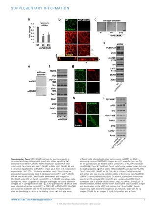 S UPP LE ME NTARY INFORMATION
WWW.NATURE.COM/NATURECELLBIOLOGY 3
0
0.2
0.4
0.6
0.8
1
1.2
NT #8 #10
foldchange
shPLEKHA7
PLEKHA7
mRNA
* *
a c
d
#8 #10NT
shPLEKHA7
PLEKHA7
p120
NT shPLEKHA7
merged
y
z
x
b soft agar colonies
PLEKHA7
p120
p-p120:
Y228
Src
p-Src:
Y416
SNAI1
Actin
MDCK
NEZHA
p120
p-p120:
Y228
Src
p-Src:
Y416
SNAI1
MYC
CCND1
Cad11
NT
shNEZHA
#72 #73
g
PLEKHA7
p120
Src
SNAI1
MYC
CCND1
p-Src:Y416
h
mp120 PLEKHA7
ΔARM1
1A
f
NT
shNEZHA
NEZHAPLEKHA7
i
adGFP
adSNAI1
soft agar
colonies
e
Actin
Actin
* **
Supplementary Figure 3
Supplementary Figure 3 PLEKHA7 loss from the junctions results in
increased anchorage-independent growth and related signalling. (a)
Demonstration of the PLEKHA7 mRNA knockdown by qRT-PCR after
infection of Caco2 cells with two PLEKHA7 shRNAs (shPLEKHA7 #8 and
#10) or non-target control shRNA (NT) (mean ± s.d. from n=3 independent
experiments; *P0.0001, Student’s two-tailed t-test). Source data are
provided in Supplementary Table 2. (b) Caco2 control (NT) and PLEKHA7
shRNA knockdown (shPLEKHA7) cells were stained and imaged for
PLEKHA7 and p120. (c) Caco2 control (NT) or PLEKHA7 knockdown cells
(shPLEKHA7 #8, #10) grown on soft agar and imaged for colony formation
(images are in 2x magnification; see Fig. 3c for quantitation). (d) MDCK cells
were infected with either control (NT) or PLEKHA7 shRNA (shPLEKHA7#8)
and subjected to western blot for the markers shown. Phosphorylation
sites are denoted by p-. Actin is the loading control. (e) Soft agar assay
of Caco2 cells infected with either vector control (adGFP) or a SNAI1-
expressing construct (adSNAI1) (images are in 2x magnification; see Fig.
3h for quantitation). (f) Western blot of control (NT) or NEZHA knockdown
(shNEZHA#72 and #73 shRNAs) Caco2 cells for the markers shown; Actin is
the loading control. (g) IF of control (NT) or NEZHA knockdown (shNEZHA)
Caco2 cells for PLEKHA7 and NEZHA. (h) IF of Caco2 cells transfected
with either wild type murine mp120-1A (1A) or the murine mp120-ΔARM1
(ΔARM1) construct that cannot bind E-cadherin, stained with the murine-
specific p120 antibody 8D11 (mp120) and co-stained with PLEKHA7.
(i) Western blot of pcDNA (vector control), mp120-ΔARM1, or mp120-1A
transfected cells, for the markers shown; Actin is the loading control. Single
and double stars on the p120 blot indicate the 1A and ΔARM1 bands,
respectively, right above the endogenous p120 bands. Scale bars for x-y
images: 20 μM; for x-z images: 2.5 μM; for panels c and e: 2 mm.
© 2015 Macmillan Publishers Limited. All rights reserved
 