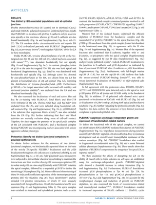 ARTICLES
RESULTS
Two distinct p120-associated populations exist at epithelial
junctions
Double immunofluorescence (IF) carried out in intestinal (Caco2)
and renal (MDCK) polarized monolayers confirmed previous results
that PLEKHA7 co-localizes with p120 or E-cadherin only in a narrow
area apically at the junctions, whereas p120 and E-cadherin are also
found basolaterally (Fig. 1a and Supplementary Fig. 1a–c; refs 21,
22). The ZA markers afadin, circumferential actin and myosin IIA
(refs 23,24) co-localized precisely with PLEKHA7 (Supplementary
Fig. 1d), as previously shown22
, verifying that PLEKHA7 labels the ZA
in these monolayers.
Unlike PLEKHA7, tyrosine phosphorylation of p120 at the Src-
targeted sites Tyr 96 and Tyr 228 (ref. 25), which has been associated
with cancer11,26,27
, was abundant basolaterally but not apically
(Fig. 1b and Supplementary Fig. 1e,f). In contrast, phosphorylation
of p120 at the non-Src-targeted Thr 310 site was both apical and
basolateral (Supplementary Fig. 1g). Total Src was distributed both
basolaterally and apically (Fig. 1c), although active Src, denoted
by auto-phosphorylation at Tyr 416, was absent from the ZA but
present at basolateral areas of cell–cell contact (Fig. 1d), mirroring
the distribution of tyrosine-phosphorylated p120. Furthermore,
p130CAS, a Src target associated with increased cell mobility and
decreased junction stability28
, was excluded from the ZA and was
abundant basolaterally (Fig. 1e).
We also examined the localization of total and active Rho and
Rac by co-staining with PLEKHA7. Total RhoA and Rho-GTP
were restricted at the ZA, whereas total Rac1 and Rac-GTP were
excluded from the ZA and were detected along basolateral cell–
cell contacts (Fig. 1f,g and Supplementary Fig. 1h–j). p190RhoGAP,
a Src substrate that suppresses RhoA activity29
, was also excluded
from the ZA (Fig. 1h), further indicating that Rac1 and RhoA
activities are mutually exclusive along areas of cell–cell contact.
Together, the data suggest the presence of an apical p120 complex
at the ZA associated with PLEKHA7, and a basolateral complex
lacking PLEKHA7 and encompassing markers associated with a more
aggressive cellular phenotype.
Proteomics identify two distinct junctional complexes in
polarized epithelial cells
To obtain further evidence for the existence of two distinct
junctional complexes, we biochemically separated them on the basis
of the strictly ZA-specific PLEKHA7 localization and the p120
localization throughout cell–cell contacts in polarized cells (Fig. 1a and
Supplementary Fig. 1a–c; ref. 22). Fully polarized Caco2 monolayers
were subjected to intracellular chemical cross linking to maintain the
interactions and then to either direct p120 immunoprecipitation (IP)
to isolate total p120, or a two-step IP, initially with PLEKHA7 to isolate
the apical complex, followed by a sequential p120 IP to isolate the
remaining p120 complexes (Fig. 2a). Western blot and silver staining of
these IPs indicated an eﬃcient separation of the immunoprecipitated
proteins into two fractions (Fig. 2b). Mass spectrometry analysis
revealed 114 putative interactions, of which 47 were uniquely
associated with the apical fraction, 35 with the basolateral and 32 were
common (Fig. 2c and Supplementary Table 1). The apical complex
was enriched in structural and cytoskeletal proteins, such as actin
(ACTB), CKAP5, IQGAP1, ANXA2, MYL6, FLNA and ACTN1. In
contrast, the basolateral complex contained proteins involved in cell
cycle progression (CCAR1, CDC7, CDK5RAP2), signalling (S100A7,
S100A8), endocytosis (VPS33B, VIPAR) and cancer (MCC; Fig. 2c and
Supplementary Table 1).
Western blot of the isolated lysates confirmed the eﬃcient
depletion of PLEKHA7 from the basolateral complex and the
successful IP of p120 by PLEKHA7 in the apical fraction (Fig. 2d).
pY228-p120 was absent from the apical complex lysates but abundant
in the basolateral ones (Fig. 2d), in agreement with the IF data
(Fig. 1b and Supplementary Fig. 1e). Western blot of the separated
fractions also confirmed that E-cadherin, together with α- and
β-catenin, co-precipitates with the apical complex (Supplementary
Fig. 2a), as suggested by our IF data (Supplementary Fig. 1b,c)
and previously published results21
. Indeed, PLEKHA7 localization to
the junctions is E-cadherin and p120 dependent, as indicated by
loss of junctional PLEKHA7 after E-cadherin or p120 knockdown
(Supplementary Fig. 2b,c). Furthermore, only full-length murine
mp120-1A (1A), but not the mp120-4A (4A) isoform that lacks
the amino-terminal PLEKHA7-binding domain2,21
, was able to
rescue junctional localization of PLEKHA7 in p120-depleted cells
(Supplementary Fig. 2c).
In full agreement with the proteomics data, TRIM21, IQGAP1,
ACTN1 and HNRNPA2B1 were detected only in the apical or total
p120 lysates, EWS in all lysates and CCAR1 solely in the basolateral
(Fig. 2d). In addition, IF of polarized cells showed strict apical
junctional co-localization of IQGAP1 with PLEKHA7 (Fig. 2e) and
co-localization of G3BP1 with p120 along both apical and basolateral
junctions (Fig. 2f), further validating the proteomics results (Fig. 2c).
Together, the data confirm the existence of two distinct junctional
complexes in polarized epithelial cells.
PLEKHA7 suppresses anchorage-independent growth and
expression of transformation-related markers
To define the functional role of the apical complex, we carried
out short hairpin RNA (shRNA)-mediated knockdown of PLEKHA7
(Supplementary Fig. 3a). Impedance measurements during junction
assembly of PLEKHA7-depleted cells showed both a delay in resistance
development and an overall lower transepithelial resistance of the
mature monolayer (Fig. 3a). PLEKHA7 knockdown also resulted
in fragmented circumferential actin (Fig. 3b) and a more flattened
cellular phenotype (Supplementary Fig. 3b). These results show that
depletion of PLEKHA7 compromises the integrity of the apical ZA, as
reported earlier21
.
We then examined the eﬀects of disrupting the ZA on the
ability of Caco2 cells to form colonies on soft agar, an established
assay for anchorage-independent growth. PLEKHA7-depleted
cells showed a threefold increase in colony formation (Fig. 3c
and Supplementary Fig. 3c). Furthermore, PLEKHA7 knockdown
increased p120 phosphorylation at Tyr 96 and Tyr 228, Src
phosphorylation at Tyr 416, and p130CAS phosphorylation at
Tyr 165 (Fig. 3d,e and Supplementary Fig. 3d). To account for the
morphological changes and induction of growth on PLEKHA7
depletion, we also examined the levels of transformation-related
and mesenchymal markers15,30,31
. PLEKHA7 knockdown resulted
in increased expression of SNAI1, cadherin 11 (Cad11), cyclin
2 NATURE CELL BIOLOGY ADVANCE ONLINE PUBLICATION
© 2015 Macmillan Publishers Limited. All rights reserved
 