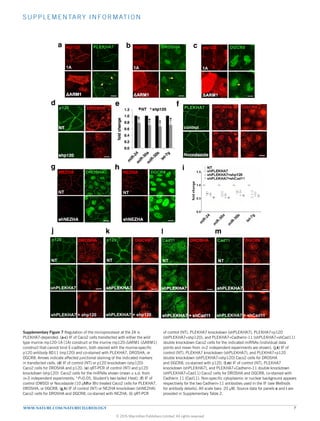 S UPP LE ME NTARY INFORMATION
WWW.NATURE.COM/NATURECELLBIOLOGY 7
0.0
0.2
0.4
0.6
0.8
1.0
1.2
foldchange
NT shp120
NT
shPLEKHA7
shPLEKHA7 + shp120
DROSHA DGCR8p120
NT
shPLEKHA7
shPLEKHA7 + shp120
NT
shPLEKHA7
shPLEKHA7 + shCad11
Cad11
DROSHA DGCR8PLEKHA7
control
Nocodazole
NT
shNEZHA
NEZHA DROSHA NEZHA DGCR8
NT
shNEZHA
g h
fd
j k l m
NT
shPLEKHA7
shPLEKHA7 + shCad11
DROSHA
NT
shp120
i
e
DROSHA DGCR8Cad11p120
p120
* * * *
mp120 DROSHA
ΔARM1
1A
mp120 DGCR8
ΔARM1
1A
a b cmp120 PLEKHA7
ΔARM1
1A
Supplementary Figure 7
Supplementary Figure 7 Regulation of the microprocessor at the ZA is
PLEKHA7-depended. (a-c) IF of Caco2 cells transfected with either the wild
type murine mp120-1A (1A) construct or the murine mp120-ΔARM1 (ΔARM1)
construct that cannot bind E-cadherin, both stained with the murine-specific
p120 antibody 8D11 (mp120) and co-stained with PLEKHA7, DROSHA, or
DGCR8. Arrows indicate affected junctional staining of the indicated markers
in transfected cells. (d) IF of control (NT) or p120 knockdown (shp120)
Caco2 cells for DROSHA and p120. (e) qRT-PCR of control (NT) and p120
knockdown (shp120) Caco2 cells for the miRNAs shown (mean ± s.d. from
n=3 independent experiments; *P0.05, Student’s two-tailed t-test). (f) IF of
control (DMSO) or Nocodazole (10 μΜ for 8h) treated Caco2 cells for PLEKHA7,
DROSHA, or DGCR8. (g,h) IF of control (NT) or NEZHA knockdown (shNEZHA)
Caco2 cells for DROSHA and DGCR8, co-stained with NEZHA. (i) qRT-PCR
of control (NT), PLEKHA7 knockdown (shPLEKHA7), PLEKHA7+p120
(shPLEKHA7+shp120), and PLEKHA7+Cadherin-11 (shPLEKHA7+shCad11)
double knockdown Caco2 cells for the indicated miRNAs (individual data
points and mean from n=2 independent experiments are shown). (j,k) IF of
control (NT), PLEKHA7 knockdown (shPLEKHA7), and PLEKHA7+p120
double knockdown (shPLEKHA7+shp120) Caco2 cells for DROSHA
and DGCR8, co-stained with p120. (l,m) IF of control (NT), PLEKHA7
knockdown (shPLEKHA7), and PLEKHA7+Cadherin-11 double knockdown
(shPLEKHA7+Cad11) Caco2 cells for DROSHA and DGCR8, co-stained with
Cadherin 11 (Cad11). Non-specific cytoplasmic or nuclear background appears
respectively for the two Cadherin-11 antibodies used in the IF (see Methods
for antibody details). All scale bars: 20 μM. Source data for panels e and i are
provided in Supplementary Table 2.
© 2015 Macmillan Publishers Limited. All rights reserved
 