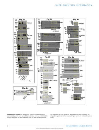 SUPPLEMENTARY INFORMATION
8 WWW.NATURE.COM/NATURECELLBIOLOGY
114
73
118
Fig. 3d
206
97
kDa
37
PLEKHA7
Actin
p120
Actin
p-p120:Y228
54
97
118
206
97
37
54
29
118
206
97
54
118
206
97
#8NT
shPLEKHA7
#10
#8NT
shPLEKHA7
#10
p-p120:Y96
p-
p120:Y228
114
202
73
114
202
73
p120
114
202
CCAR1
73
114
202
ACTN1
202 IQGAP1
73
114
202
PLEKHA7
73
114
EWS
28
36 HNRNP
A2B1
53
28
36
TRIM2153
IPs
Fig. 2dkDa Fig. 3e
p130CAS
Src
#8NT
shPLEKHA7
#10
118
206
97
kDa
37
54
97
37
54
118
206
97
37
54
29
17
p-p130CAS:
Y165
p-Src:
Y416
Actin
77
Fig. 3f
203
117
77
SNAI1
Cad11
36
52
28
36
52
28
36
52
28
36
52
28
CCND1
MYC (~62kDa)
77
52 VIM
203
117 FAK
Actin
#8NT
shPLEKHA7
#10
kDa
PLEKHA7
203
117
PLEKHA7118
206
97
- +
Fig. 3g
33
47
27
33
47
27
PLEKHA7
Actin
p120
Cad11
MYC
SNAI1 CCND1
47
72
72
202
114
72
202
114
72
202
114
72
202
114
33
47
27
LZRS-PLEKHA7-myc
shPLEKHA7 -
-
+ +
kDa
p-p120:
Y228
72
202
114 p-p120:
Y96
Fig. 3h
36
53
78
28
α-Tubulin
SNAI1
short
exposure
77
Supplementary Figure 8
Supplementary Figure 8 Full western blot scans. Multiple experiments
were routinely run on every gel and the membranes were cut and blotted for
multiple antibodies for each experiment. The cut blots for each antibody
are shown here per case. Molecular weights are indicated on the left; the
cropped images shown in the respected Figure panels are indicated in yellow
boxes.
© 2015 Macmillan Publishers Limited. All rights reserved
 