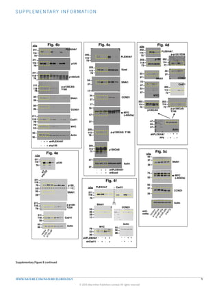 S UPP LE ME NTARY INFORMATION
WWW.NATURE.COM/NATURECELLBIOLOGY 9
Fig. 4b Fig. 4d
PLEKHA7
p120
SNAI1
CCND1
Cad11
MYC
Actin
79
205
113
78
211
118
78
211
118
36
53
36
28
36
28
53
78
shp120
shPLEKHA7-
-- +
+ +
72
202
114
PLEKHA7
p120
72
202
114
72
202
114
33
27
SNAI1
33
27
CCND1
33
27
Actin
47
72
202
114
Cad11
MYC
33
27
47
72
PP2
shPLEKHA7 - -
-
+
+
+
-+
kDa kDa
p-p120:Y228
Supplementary Figure 8
(part 2)
Fig. 4c
shEcad
shPLEKHA7-
-- +
+ +
PLEKHA7
Ecad
SNAI1
CCND1
Actin
79
205
113
17
34
27
17
34
27
37
79
47
MYC
(~62kDa)
37
47
p-p130CAS:
Y165
Fig. 4e
78
211
118
kDa
p120
Actin
p120
SNAI1
Cad11
78
211
118
28
53
36
78
211
118
78
211
118
53
36
p-p120:
Y228
-
17
Fig. 4f
Actin
SNAI1
Cad11PLEKHA7
78
211
118
MYC
CCND1
28
53
36
28
53
36
36
53
78
shCad11
shPLEKHA7 - -
-
+
+
+
-+
- -
-
+
+
+
+
kDa
p130CAS
p-p130CAS:
Y165
72
202
114
72
114
202
p130CAS
78
211
118
78
211
118
78
211
118
Fig. 5c
SNAI1
CCND1
Actin
50
75
25
37
anti-
miRs:
kDa
50
MYC
(~62kDa)
25
37
50
p130CAS
p-p130CAS: Y165
205
113
79
205
113
79
Supplementary Figure 8 continued
© 2015 Macmillan Publishers Limited. All rights reserved
 