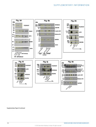 SUPPLEMENTARY INFORMATION
10 WWW.NATURE.COM/NATURECELLBIOLOGY
77
114
non-
nuclear
Fig. 5d
Actin
SNAI1
CCND1
MYC
34
47
73
27
34
27
kDa
27
47
34
miR-mimics
NT shPLEKHA7
Fig. 6b
6
47
17
73
202
114
DROSHA
DGCR8
Lamin A/C
Histone H3
GAPDH
Actin
73
114
kDa
27
47
33
47
33
nucleartotal
Fig. 6h
p120
DROSHA
DGCR8
PLEKHA7
202
114
77
114
202
114
IPs
Fig. 6i
kDa
77
114
p120
PLEKHA7202
114
77
114
202
114
kDa
202
Fig. 6j
202
114
73
202
114
114
DROSHA
DGCR8
PLEKHA7
IPs
Fig. 8a
kDa
kDa
DROSHA
DGCR8
Lamin A/C
Histone H3
GAPDH
202
114
73
DGCR8
202
114
73
6
47
17
73
27
47
33
short exposure:
PLEKHA7
47
114
74
201
Supplementary Figure 8 (part 3)
202
77
IPs
DROSHA
DGCR8
DROSHA
Supplementary Figure 8 continued
© 2015 Macmillan Publishers Limited. All rights reserved
 