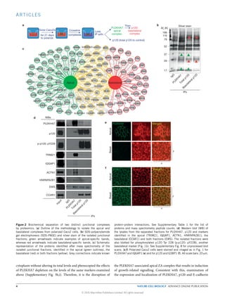 ARTICLES
116
79
52
37
29
17
Then
Grow Caco2s
for 21 days
to polarize
Crosslink
complexes
Lyse,
IP with:
p120 (total p120 to control)
PLEKHA7:
apical
complex
p120:
basolateral
complex
IPs
IgGPLEKH
A7Totalp120
Basolateralp120
199
Mr (K)
Silver staina
c
d
e
f
b
WBs
TRIM21
CCAR1
PLEKHA7
p120
IPs
EWS
HNRNPA2B1
MergedG3BP1p120
x
y
Caco2
ApicalBasal
MergedIQGAP1PLEKHA7
x
y
ACTN1
p-p120: pY228
IQGAP1
Input
IgGPLEKH
A7
Totalp120
Basolateralp120
ApicalBasal
CFTR
FLG2
CLTC
SSR1
PLUNC
PPL
ACTB
ARPC5
ANXA5
ACTN1
DYNC1H1
CKAP5
MYL6
FLNA
TRIM21
EIF3DHSPA8
HSPA9
DCP1B
NOS1
DDX1
DDX4
EIF3A
RALY
FEM1A
ATP5C1 ALDH18A1 GAPDH
WDR82
THOC4NONODDX17
EWS YWHAE
KL
FUS
SFPQ
G3BP2
SLC25A1
MLEC
MSH5
C14orf166SELT
CDK5RAP2
APOA4
AHCYSCYL2
G3BP1
ETAA1
TRIM10
FZD2
LRP1
ODZ2
ANXA2
ANXA4
MYO1D MCCAHNAK
ANXA1 SNRPB
OSTM1
VAV2
CTNNB1
DSG1
FAT2
TTN
JUP
DSP
VIPAR
GLG1
CDC7
WDR67
KPRP
SLC25A5
RELN
DNAH7
SYNE1
LKAP
SERPINB12
VPS35
SHROOM3
ODZ3
CCAR1
CDH1
S100A8
S100A7
BasolateralApical
VPS33B
CTNNA1SPASTIN
PSPC1
PGLS
SLC25A3
CAPRIN1
DLGAP1
NCOA3
CYB5R3
NDUFV1
PITPNB
CES1
DPP4
TMEM128
IQGAP1
HPCAL1
HSP90A1
HNRNPA2B1
HNRNPH3
HNRNPA3
HNRNPA1L2
HSPA1A
PPP1CA
CLYBL
Figure 2 Biochemical separation of two distinct junctional complexes
by proteomics. (a) Outline of the methodology to isolate the apical and
basolateral complexes from polarized Caco2 cells. (b) SDS–polyacrylamide
gel electrophoresis (SDS–PAGE) and silver stain of the isolated junctional
fractions; green arrowheads indicate examples of apical-speciﬁc bands,
whereas red arrowheads indicate basolateral-speciﬁc bands. (c) Schematic
representation of the proteins identiﬁed after mass spectrometry of the
isolated junctional fractions, identiﬁed in the apical (green outlines), the
basolateral (red) or both fractions (yellow). Grey connections indicate known
protein–protein interactions. See Supplementary Table 1 for the list of
proteins and mass spectrometry peptide counts. (d) Western blot (WB) of
the lysates from the separated fractions for PLEKHA7, p120 and markers
identiﬁed in the apical (TRIM21, IQGAP1, ACTN1, HNRNPA2B1), the
basolateral (CCAR1) and both fractions (EWS). The isolated fractions were
also blotted for phosphorylated p120 Tyr 228 (p-p120: pY228), another
basolateral marker (Fig. 1b). See Supplementary Fig. 8 for unprocessed blot
scans. (e,f) Polarized Caco2 cells were stained and imaged as in Fig. 1 for
PLEKHA7 and IQGAP1 (e) and for p120 and G3BP1 (f). All scale bars: 20 µm.
cytoplasm without altering its total levels and phenocopied the eﬀects
of PLEKHA7 depletion on the levels of the same markers examined
above (Supplementary Fig. 3h,i). Therefore, it is the disruption of
the PLEKHA7-associated apical ZA complex that results in induction
of growth-related signalling. Consistent with this, examination of
the expression and localization of PLEKHA7, p120 and E-cadherin
4 NATURE CELL BIOLOGY ADVANCE ONLINE PUBLICATION
© 2015 Macmillan Publishers Limited. All rights reserved
 