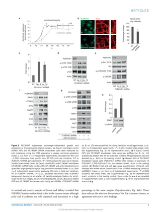 ARTICLES
Junctionalresistance
(normalizedunits)
h
Junctional integrity
PLEKHA7 shRNA
NT
0
1
2
3
4
Foldchange
Foldchange
PLEKHA7 Actin
PLEKHA7 shRNA
NT
No. 8
PLEKHA7
p120
p-p120: Y228
p-p120: Y96
Actin
Src
p-Src: Y416
NT
PLEKHA7 shRNA
No. 10
Actin
MYC
Cad11
SNAI1
CCND1
VIM
FAK
p130CAS
p-p130CAS: Y165
Actin
PLEKHA7 shRNA
No. 8 No. 10NT
PLEKHA7 shRNA
No. 8NT
PLEKHA7 shRNA
No. 10
∗
∗
SNAI1
PLEKHA7
CCND1
MYC
Actin
p120
p-p120: pY228
LZRS-PLEKHA7
Cad11
p-p120: pY96
0
20
40
60
80
100
120
a
c
f g
h
d e
b
Percentagechange
Apical actin
ring intensity
∗
∗
∗
∗ ∗ ∗
∗
PLEKHA7
PLEKHA7
PLEKH
A7
shRN
A
N
T
0
0.5
1.0
1.5
2.0
2.5
1 2
∗
SNAI1
adG
FP
adSN
AI1
α-tubulin
0
2
4
6
8
10
12
14
0 12 24 36 48 60 72 84
–– +
PLEKHA7 shRNA – + +
No. 8NT No. 10
Figure 3 PLEKHA7 suppresses anchorage-independent growth and
expression of transformation-related markers. (a) Caco2 non-target control
shRNA (NT) and PLEKHA7 shRNA knockdown cells were measured for
cell impedance using the ECIS apparatus to assess junctional resistance
(mean ± s.d. from n=3 independent experiments calculated for 96 h and
∼7,000 continuous time points from 40,000 cells per condition, NT or
PLEKHA7 shRNA, per experiment; ∗
P <0.03 is shown for every 12 h interval,
Student’s two-tailed t-test). (b) Caco2 control (NT) and PLEKHA7 knockdown
(PLEKHA7 shRNA) cells co-stained for PLEKHA7 and actin (phalloidin) and
quantiﬁed (right panel) for apical ring phalloidin intensity (mean ± s.d. from
n = 3 independent experiments, assessing 40 cells in total per condition,
NT or PLEKHA7 shRNA, ∗
P =0.01, Student’s two-tailed t-test; PLEKHA7
background staining is an artefact of paraformaldehyde ﬁxation for actin).
Scale bar for full images, 20 µm; for enlarged parts, 10 µm. (c) Caco2 control
(NT) and PLEKHA7 knockdown cells using two shRNAs (PLEKHA7 shRNA
no. 8, no. 10) were quantiﬁed for colony formation on soft agar (mean ± s.d.
from n=3 independent experiments; ∗
P <0.003, Student’s two-tailed t-test;
see Supplementary Fig. 3c for representative scan). (d–f) Caco2 control
(NT) and PLEKHA7 knockdown cells using two shRNAs (no. 8, no. 10)
analysed by western blot for the indicated markers. Phosphorylation sites are
denoted by p-. Actin is the loading control. (g) Western blot of PLEKHA7
knockdown Caco2 cells (PLEKHA7 shRNA) after ectopic re-expression of
PLEKHA7 (LZRS-PLEKHA7) for the markers shown. Actin is the loading
control. (h) Western blot and soft agar assay quantiﬁcation of Caco2 cells
infected with either vector control (adGFP) or a SNAI1-expressing construct
(adSNAI1) (mean ± s.d. from n = 3 independent experiments; ∗
P = 0.006
Student’s two-tailed t-test; see Supplementary Fig. 3e for representative
scan). α-tubulin is the loading control. Source data for a–c,h are provided
in Supplementary Table 2. See Supplementary Fig. 8 for unprocessed blot
scans of d–g.
in normal and cancer samples of breast and kidney revealed that
PLEKHA7 is either mislocalized or lost in the tumour tissues, although
p120 and E-cadherin are still expressed and junctional to a high
percentage in the same samples (Supplementary Fig. 4a,b). These
data indicate the selective disruption of the ZA in tumour tissues, in
agreement with our in vitro findings.
NATURE CELL BIOLOGY ADVANCE ONLINE PUBLICATION 5
© 2015 Macmillan Publishers Limited. All rights reserved
 