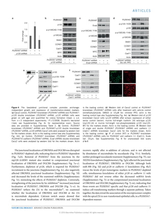 ARTICLES
0.5
1.0
1.5
2.0
1 2 3
Foldchange
Cad11
Actin
PLEKHA7
a
e f g
b c d
CCND1
SNAI1
p120
p120 shRNA
PLEKHA7 shRNA
MYC
∗
p120 shRNA –– +
p-p120: Y228
SNAI1
Actin
p120
N
T
Vector
m
p120-1A
m
p120-8F
p120
shRN
A
Cad11
SNAI1
CCND1
p120
p-p120: Y228
MYC
Actin
Src inh: PP2
PLEKHA7 shRNA – –
–
+
+
+
–+
PLEKHA7
Cad11
SNAI1
Actin
Cad11 shRNA
CCND1
MYC
PLEKHA7
PLEKHA7 shRNA
Cad11
Ecad
SNAI1
MYC
CCND1
Actin
Ecad shRNA
PLEKHA7 shRNA
PLEKHA7
p130CAS
p-p130CAS: Y165
p130CAS
p-p130CAS: Y165
p130CAS
p-p130CAS: Y165
– + +PLEKHA7 shRNA
– + +
–– +
– + +
–– +
– – + +
– +–+
Cad11PLEKHA7
PLEKHA7 shRNA
NT
Figure 4 The basolateral junctional complex promotes anchorage-
independent growth and expression of transformation-related markers.
(a) Caco2 control, PLEKHA7 knockdown (PLEKHA7 shRNA) and PLEKHA7–
p120 double knockdown (PLEKHA7 shRNA, p120 shRNA) cells were
grown on soft agar and quantiﬁed for colony formation (mean ± s.d.
from n = 3 independent experiments; ∗
P = 0.0008, Student’s two-tailed
t-test; see Supplementary Fig. 4c for representative scan). Source
data are provided in Supplementary Table 2. (b) Control, PLEKHA7
knockdown (PLEKHA7 shRNA) and PLEKHA7–p120 double knockdown
(PLEKHA7 shRNA, p120 shRNA) Caco2 cells were analysed by western blot
for the markers shown. Actin is the loading control (see also Supplementary
Fig. 4d). (c) Control, PLEKHA7 knockdown (PLEKHA7 shRNA) and
PLEKHA7/E-cadherin (PLEKHA7 shRNA, Ecad shRNA) double knockdown
Caco2 cells were analysed by western blot for the markers shown. Actin
is the loading control. (d) Western blot of Caco2 control or PLEKHA7
knockdown (PLEKHA7 shRNA) cells after treatment with vehicle control
(dimethylsulphoxide, DMSO) or 10 µM Src inhibitor PP2; actin is the
loading control (see also Supplementary Fig. 4e). (e) Western blot of p120
knockdown Caco2 cells (p120 shRNA) after ectopic expression of either
vector control (vector), murine full-length (isoform 1A) wild-type p120
(mp120-1A) or murine full-length non-phosphorylatable p120 (mp120-
8F) for the markers shown. Actin is the loading control. (f) Western blot
of single and double PLEKHA7 (PLEKHA7 shRNA) and cadherin 11
(Cad11 shRNA) knockdown Caco2 cells for the markers shown. Actin
is the loading control. (g) IF of control (NT) or PLEKHA7 knockdown
(PLEKHA7 shRNA) cells for PLEKHA7 and cadherin 11 (Cad11). Scale
bar: 20 µm. See Supplementary Fig. 8 for unprocessed blot scans
of b–f.
The junctional localization of DROSHA and DGCR8 was disrupted
in PLEKHA7-depleted cells, indicating that it is PLEKHA7 dependent
(Fig. 7a,b). Removal of PLEKHA7 from the junctions by the
mp120- ARM1 mutant also resulted in compromised junctional
localization of DROSHA and DGCR8 (Supplementary Fig. 7a–c).
Furthermore, depletion of p120, which is required for PLEKHA7
recruitment to the junctions (Supplementary Fig. 2c), also negatively
aﬀected DROSHA junctional localization (Supplementary Fig. 7d)
and decreased the levels of the examined miRNAs (Supplementary
Fig. 7e), mimicking the eﬀects of PLEKHA7 depletion. Conversely,
strengthening of the junctions by Src inhibition33
increased junctional
localization of PLEKHA7, DROSHA and DGCR8 (Fig. 7c–e). As
PLEKHA7 tethers the ZA to the microtubules21
, we examined
whether the localization of DROSHA and DGCR8 at the ZA
is microtubule dependent. Calcium switch assays showed that
the junctional localization of PLEKHA7, DROSHA and DGCR8
recovers rapidly after re-addition of calcium, and is not aﬀected
by dissolution of microtubules by nocodazole (Fig. 7f–i). Similarly,
neither prolonged nocodazole treatment (Supplementary Fig. 7f), nor
NEZHA knockdown (Supplementary Fig. 7g,h) aﬀected the junctional
localization of PLEKHA7, DROSHA or DGCR8. Although both
miR-30b (Fig. 5d) and p120 or cadherin 11 knockdown (Fig. 4b,f)
rescue the levels of pro-tumorigenic markers in PLEKHA7-depleted
cells, simultaneous knockdown of either p120 or cadherin 11 with
PLEKHA7 did not reverse either the decreased miRNA levels
(Supplementary Fig. 7i) or the compromised junctional localization
of DROSHA and DGCR8 (Supplementary Fig. 7j–m), indicating that
these events are PLEKHA7 specific and that p120 and cadherin 11
induce cell transforming markers through a separate pathway. Taken
together, the data reveal the association of the microprocessor complex
with the apical ZA in non-transformed epithelial cells, in a PLEKHA7-
dependent manner.
NATURE CELL BIOLOGY ADVANCE ONLINE PUBLICATION 7
© 2015 Macmillan Publishers Limited. All rights reserved
 