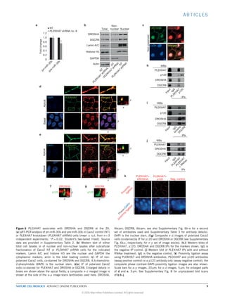ARTICLES
DROSHA
Non-polarized
DROSHAPLEKHA7
ApicalBasal
x
z
DGCR8PLEKHA7
x
y
x
z
x
y
x
z
x
DROSHA
p120
DGCR8
Proxim
ity
ligation
Phase–DAPI–
proxim
ity
ligation
p120
PLEKHA7
p120
DROSHA
WBs
DGCR8
Input
IgG
PLEKH
A7p120
IPs
DROSHA
DGCR8
PLEKHA7
p120
WBs
Input
Input
IgG
IgGDrosha
PLEKH
A7
PLEKH
A7
+
RN
Ase
DG
C
R8
IPs
ApicalBasal
DAPI
DAPI
DAPI
Merged
Merged
PLEKHA7+
DROSHA
PLEKHA7+
p120 Neg. control
DGCR8
0
pri-m
iR-30b
pre-m
iR-30b
0.2
0.4
0.6
0.8
1.0
1.2
∗Foldchange
NT
PLEKHA7 shRNA no. 8
a b
d
e
f g
c
h
i
j
k
Histone H3
DROSHA
DGCR8
Lamin A/C
GAPDH
NuclearTotal
Actin
Non-
nuclear
Merged
PLEKHA7
DROSHA
WBs
DGCR8
IPs
z
N
T
PLEKH
A7
shRN
A
PLEKH
A7
shRN
A
N
T
N
TPLEKH
A7
shRN
A
Figure 6 PLEKHA7 associates with DROSHA and DGCR8 at the ZA.
(a) qRT–PCR analysis of pri-miR-30b and pre-miR-30b in Caco2 control (NT)
or PLEKHA7 knockdown (PLEKHA7 shRNA) cells (mean ± s.d. from n=3
independent experiments; ∗
P = 0.02, Student’s two-tailed t-test). Source
data are provided in Supplementary Table 2. (b) Western blot of either
total cell lysates or of nuclear and non-nuclear lysates after subcellular
fractionation of Caco2 NT or PLEKHA7 shRNA cells for the indicated
markers. Lamin A/C and histone H3 are the nuclear and GAPDH the
cytoplasmic markers; actin is the total loading control. (c) IF of non-
polarized Caco2 cells, co-stained for DROSHA and DGCR8; 4,6-diamidino-
2-phenylindole (DAPI) is the nuclear stain. (d,e) IF of polarized Caco2
cells co-stained for PLEKHA7 and DROSHA or DGCR8. Enlarged details in
boxes are shown above the apical ﬁelds; a composite x–z merged image is
shown at the side of the x–y image stack (antibodies used here: DROSHA,
Abcam; DGCR8, Abcam; see also Supplementary Fig. 6b–e for a second
set of antibodies used and Supplementary Table 3 for antibody details).
DAPI is the nuclear stain. (f,g) Composite x–z images of polarized Caco2
cells co-stained by IF for p120 and DROSHA or DGCR8 (see Supplementary
Fig. 6b,c, respectively, for x–y set of image stacks). (h,i) Western blots of
PLEKHA7, p120, DROSHA and DGCR8 IPs for the markers shown. IgG is
the negative IP control. (j) Western blot of PLEKHA7 IPs with and without
RNAse treatment; IgG is the negative control. (k) Proximity ligation assay
using PLEKHA7 and DROSHA antibodies, PLEKHA7 and p120 antibodies
(assay positive control) or a p120 antibody only (assay negative control); the
composite phase contrast–DAPI–proximity ligation images are also shown.
Scale bars for x–y images, 20 µm; for x–z images, 5 µm; for enlarged parts
of d and e, 3 µm. See Supplementary Fig. 8 for unprocessed blot scans
of b,h–j.
NATURE CELL BIOLOGY ADVANCE ONLINE PUBLICATION 9
© 2015 Macmillan Publishers Limited. All rights reserved
 