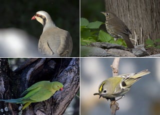 Koutsogiannopoulos rematia 22_10_20