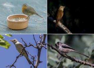 Koutsogiannopoulos rematia 22_10_20