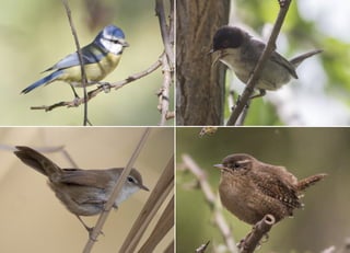 Koutsogiannopoulos rematia 22_10_20