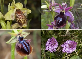 Koutsogiannopoulos rematia 22_10_20