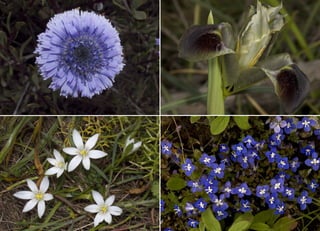 Koutsogiannopoulos rematia 22_10_20