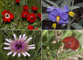 Koutsogiannopoulos rematia 22_10_20