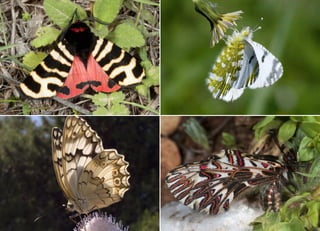 Koutsogiannopoulos rematia 22_10_20