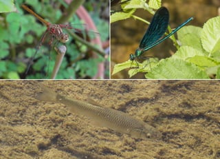 Koutsogiannopoulos rematia 22_10_20