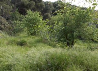 Koutsogiannopoulos rematia 22_10_20