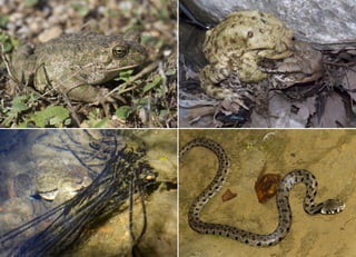 Koutsogiannopoulos rematia 22_10_20