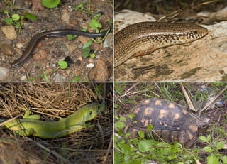 Koutsogiannopoulos rematia 22_10_20