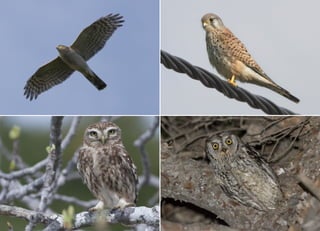 Koutsogiannopoulos rematia 22_10_20