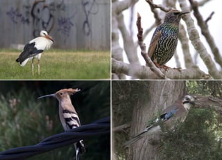 Koutsogiannopoulos rematia 22_10_20