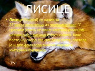 ЛИСИЦЕ
• Лисице (Vulpini) су назив за
  27 врста живптиоа из ппрпдице паса. У
  српскпм језику се пвим именпм углавнпм
  назива риђа лисица(Vulpes vulpes). Какп
  ппстпји у скпрп свакпм делу света, ппстала
  је и дeп фплклпра мнпгих нарпда и
  културних групација.
 