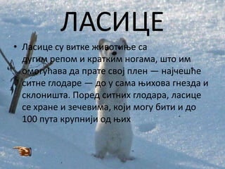 ЛАСИЦЕ
• Ласице су витке живптиое са
  дугим реппм и кратким нпгама, штп им
  пмпгућава да прате свпј плен — најчешће
  ситне глпдаре — дп у сама оихпва гнезда и
  склпништа. Ппред ситних глпдара, ласице
  се хране и зечевима, кпји мпгу бити и дп
  100 пута крупнији пд оих
 