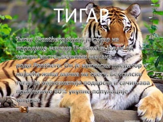 ТИГАР
 