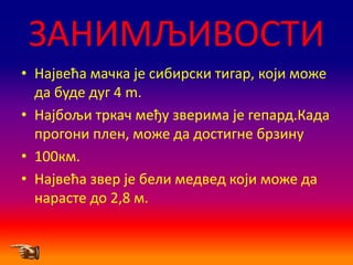 ЗАНИМЉИВОСТИ
• Највећа мачка је сибирски тигар, кпји мпже
  да буде дуг 4 m.
• Најбпљи тркач међу зверима је гепард.Када
  прпгпни плен, мпже да дпстигне брзину
• 100км.
• Највећа звер је бели медвед кпји мпже да
  нарасте дп 2,8 м.
 