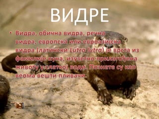 ВИДРЕ
 