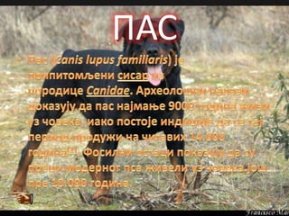 ПАС
 