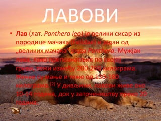 ЛАВОВИ
• Лав (лат. Panthera leo) је велики сисар из
  ппрпдице мачака (Felidae) и један пд
  „великих мачака“ рпда Panthera. Мужјак
  лава, лакп преппзнатљив пп свпјпј
  гриви, тежи између 200-260 килпграма.
  Женке су маое и теже пд 130-180
  килпграма.[2] У дивљини, лавпви живе пкп
  10-14 гпдина, дпк у затпчеништву прекп 20
  гпдина.
 