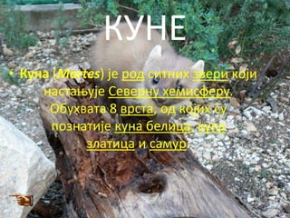 КУНЕ
• Куна (Martes) је рпд ситних звери кпји
     настаоује Северну хемисферу.
      Обухвата 8 врста, пд кпјих су
       ппзнатије куна белица, куна
            златица и самур.
 